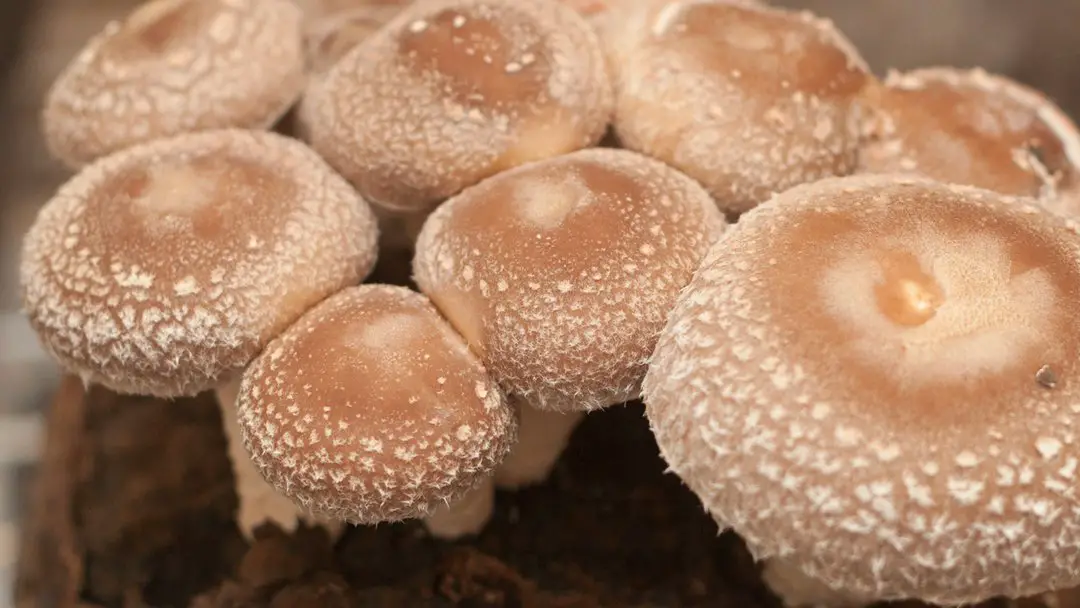 When and How to Pick Your Mushrooms
