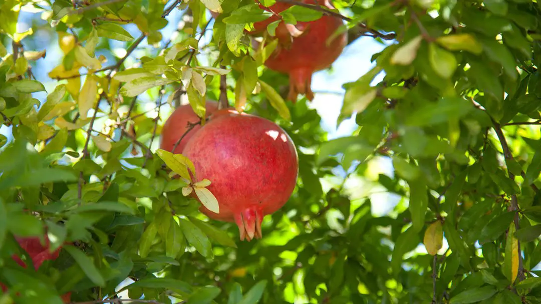 Grow a Pomegranate Tree!