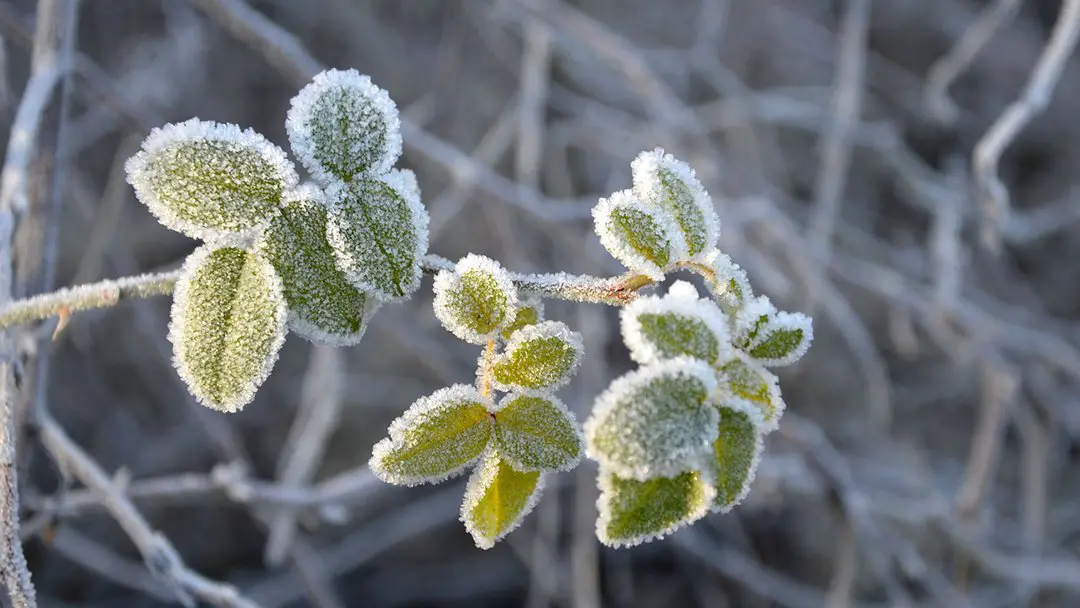 Protecting Your Fruit Trees from Frost Damage
