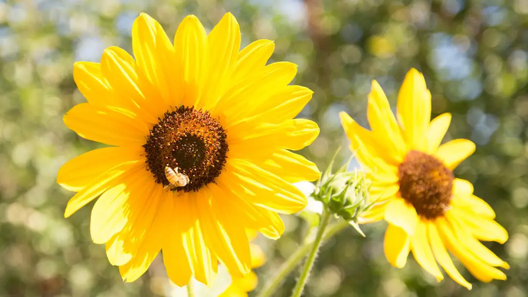 Tips on Cutting Sunflowers for Bouquets