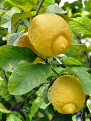 How To Grow Lemon Trees From Seed
