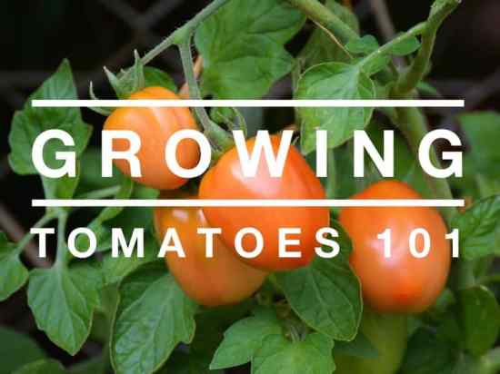 How to Grow Tomatoes: The Complete Guide