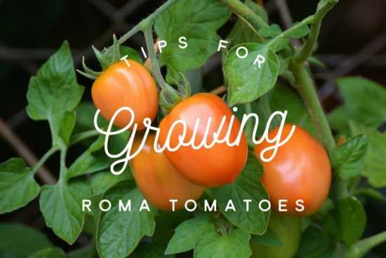 Growing Roma Tomatoes
