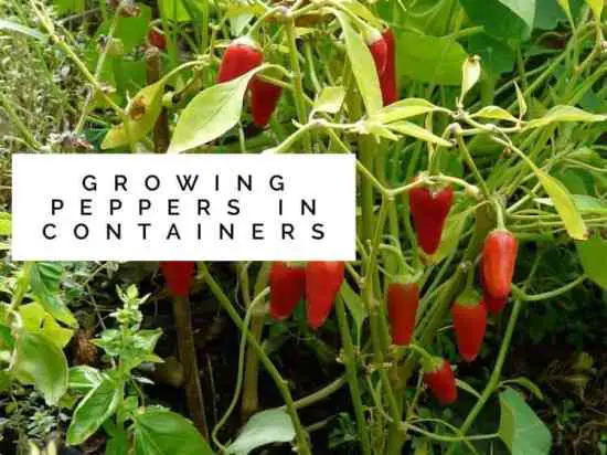 Hot or Sweet, You CAN Grow Peppers in Containers