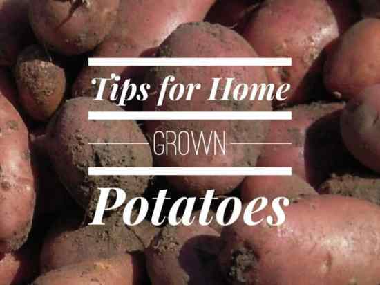 Growing Potatoes in Your Vegetable Garden