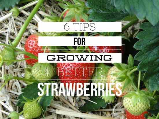 6 Tips for Better Results Growing Strawberries