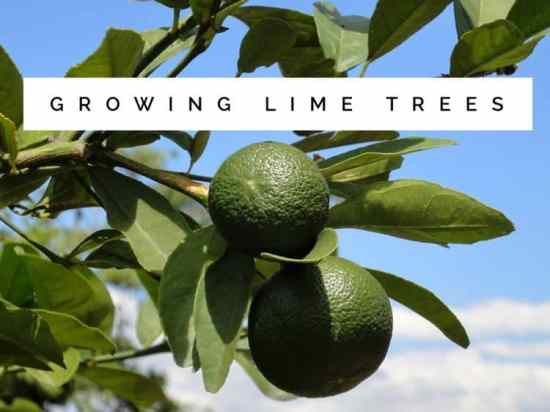How to Grow Lime Trees