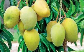 How to Grow a Mango Plant Indoors
