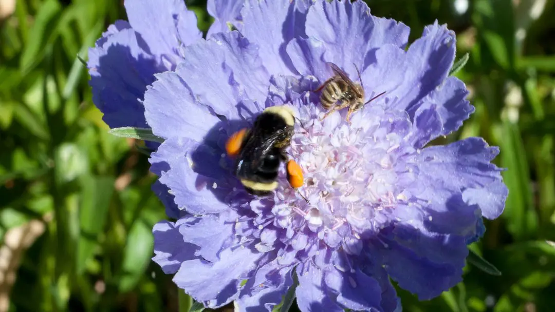 Attracting Pollinators to the Garden