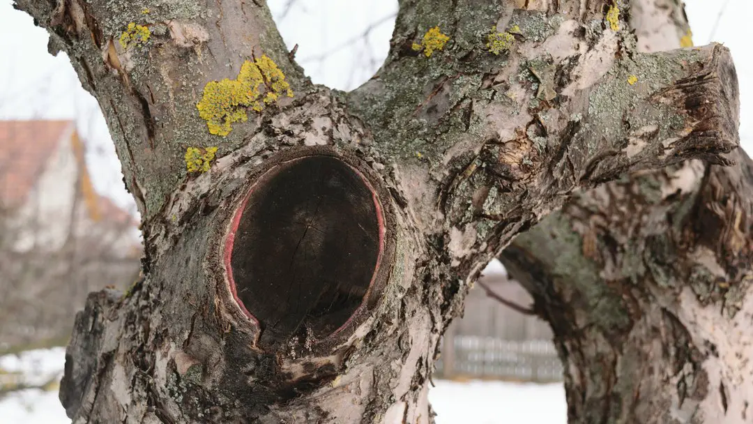 Pruning Science: How Trees Heal