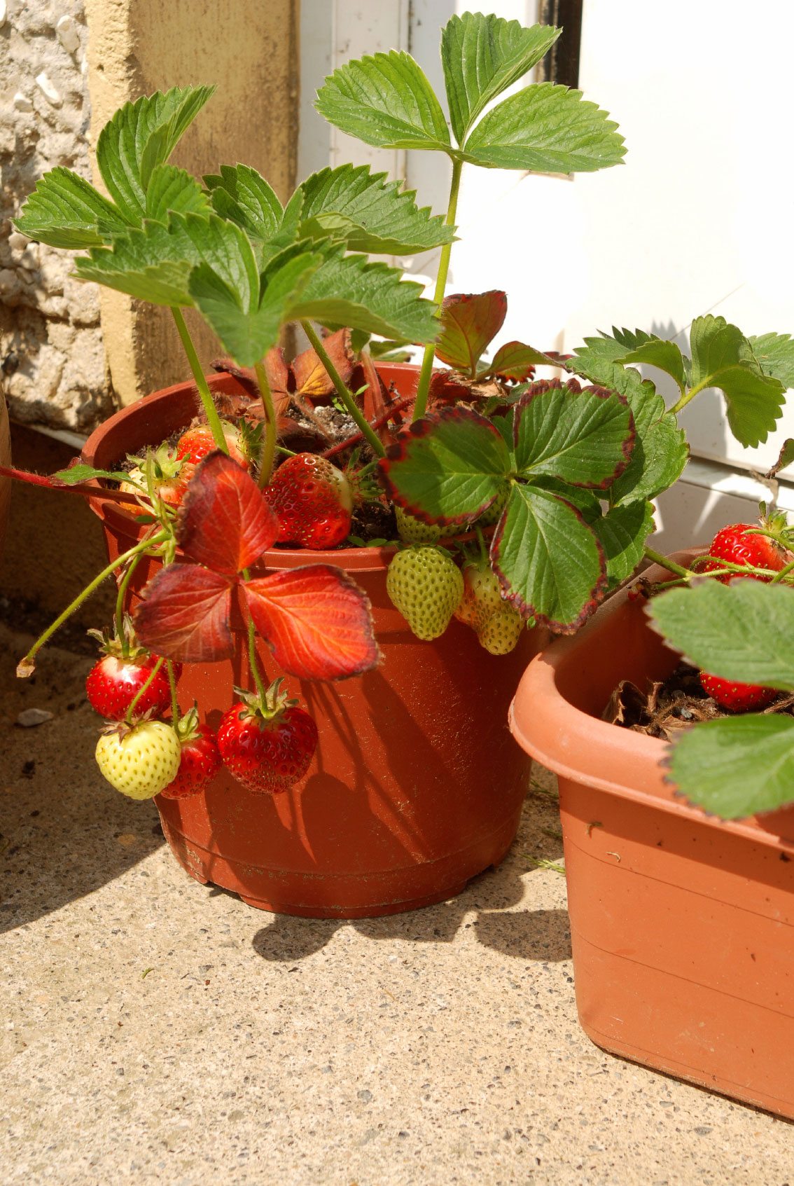How To Grow Strawberries In Containers