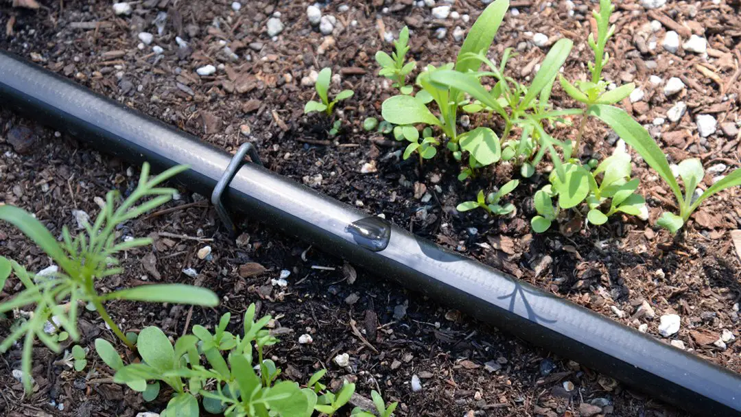 10 Tips for Water Conservation in Vegetable Gardens