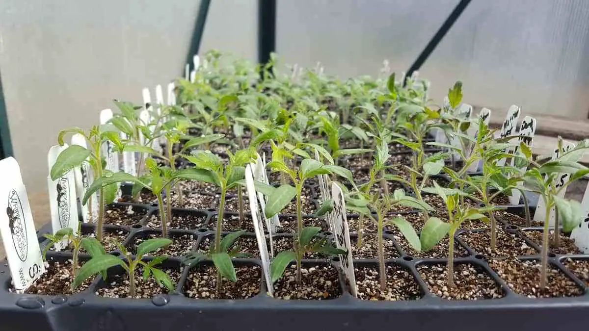 Growing Tomatoes From Seeds: The Complete Guide