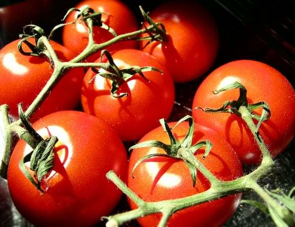 Tomato Terminology Made Easy