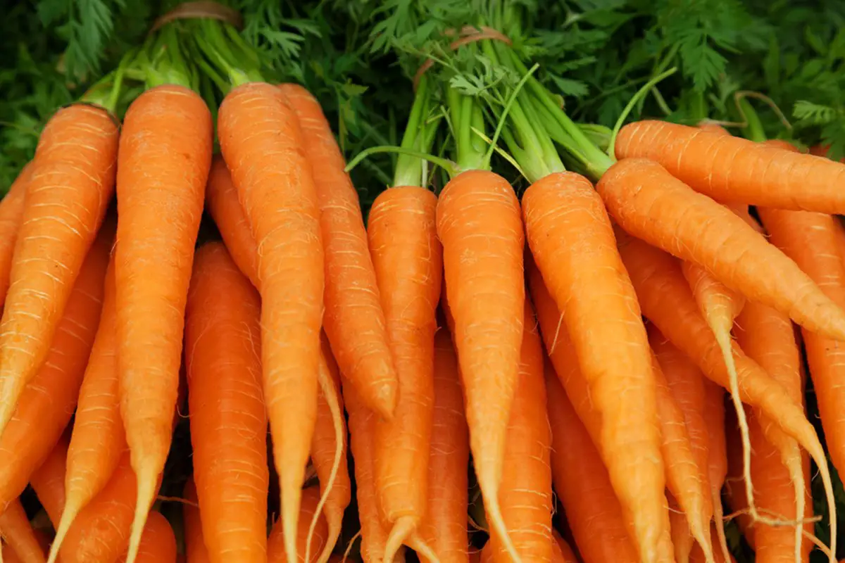 How to Grow Carrots Successfully in Your Garden