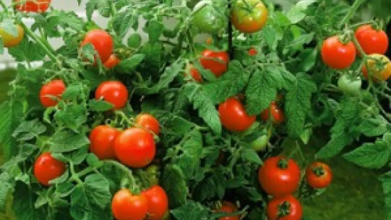How To Fertilize Tomatoes To Get More Tomatoes!