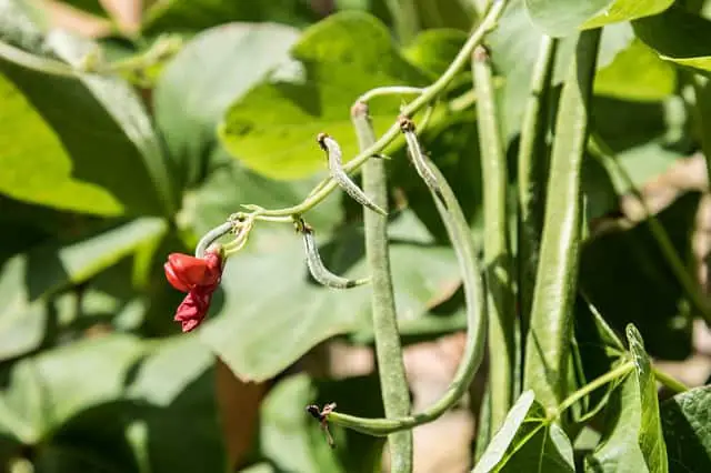 How to Grow Bush Beans and Climbing Beans