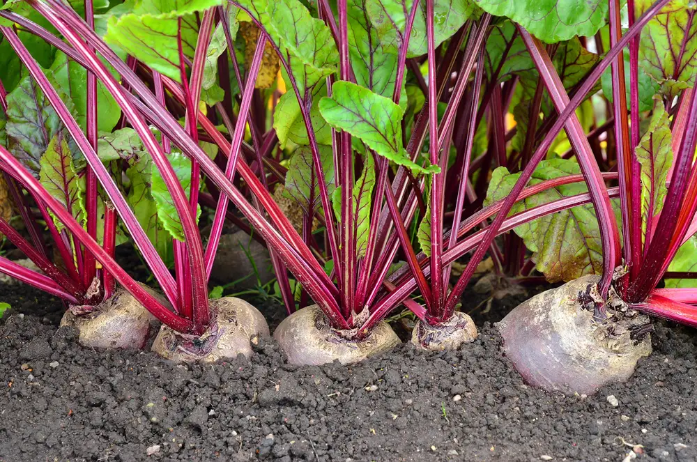 Three Tricks To Growing Perfect Beets