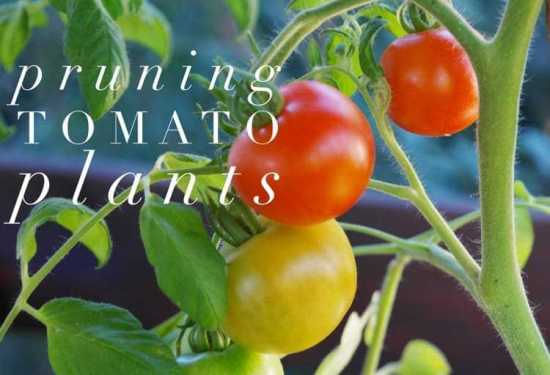 How to Prune Tomato Plants for a Successful Crop