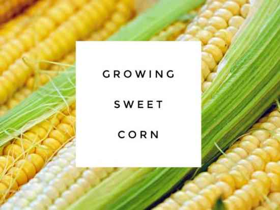 Growing Sweet Corn in the Home Garden