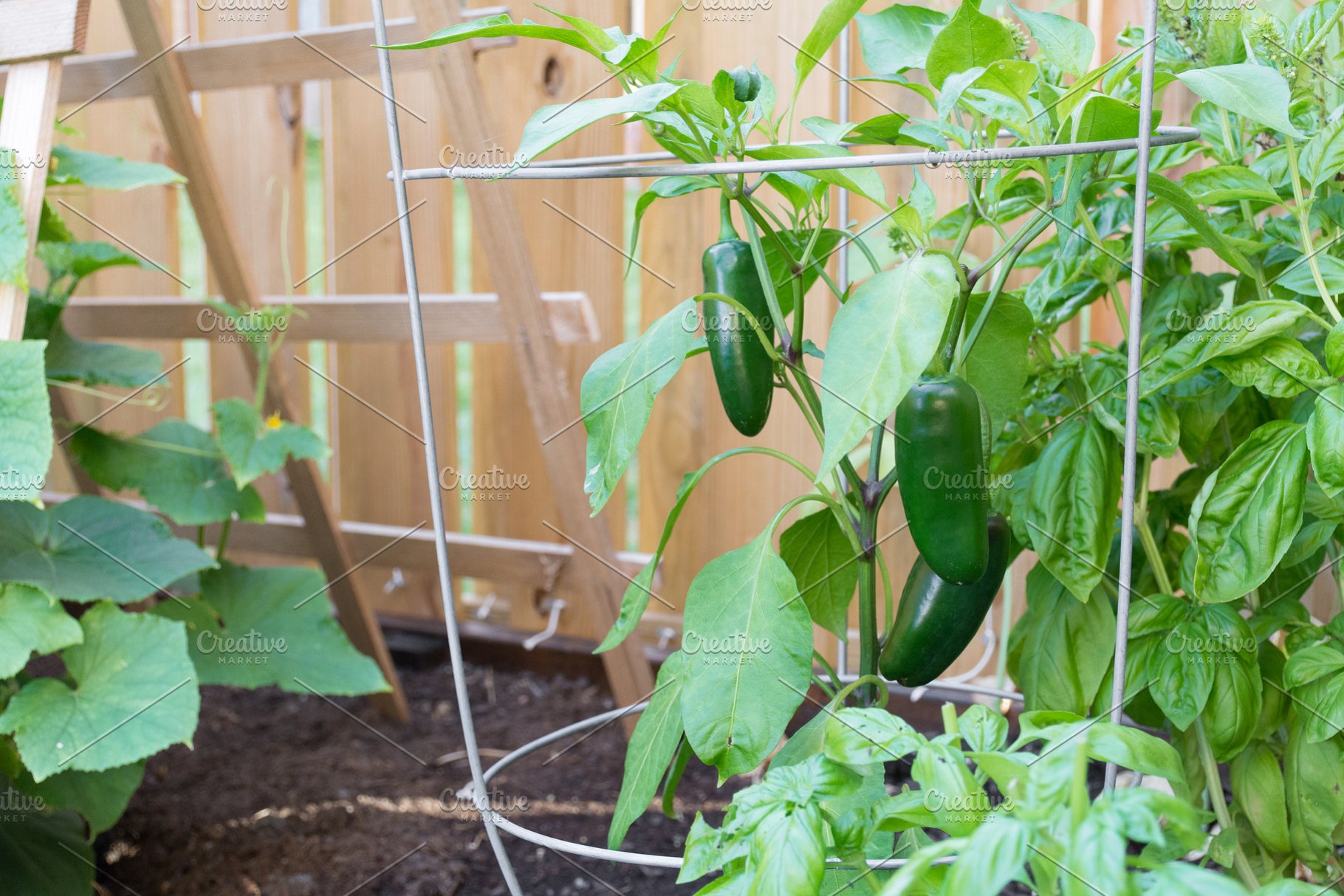 How To Grow Jalapenos & Preserve Your Harvest