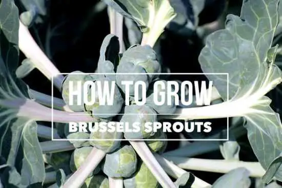 Growing Brussels Sprouts