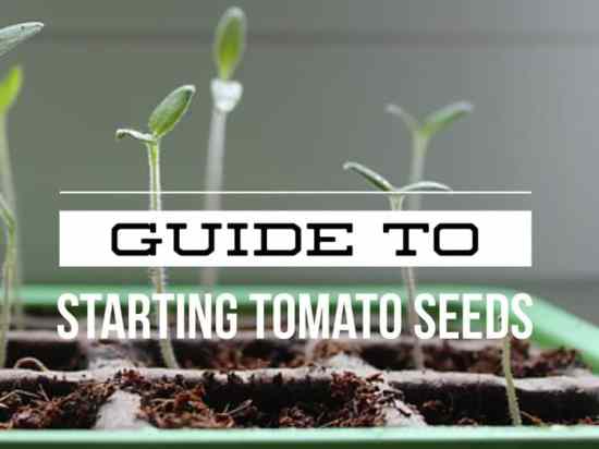 How To Guide for Starting Tomato Seeds