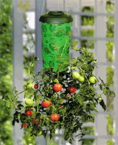 Planting Tomatoes in Hanging Baskets