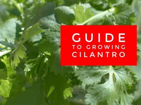 Grow Your Own Cilantro