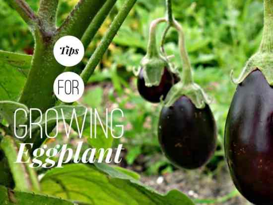 Growing Eggplants from Seedlings to Harvest