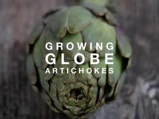 How to Grow Globe Artichokes