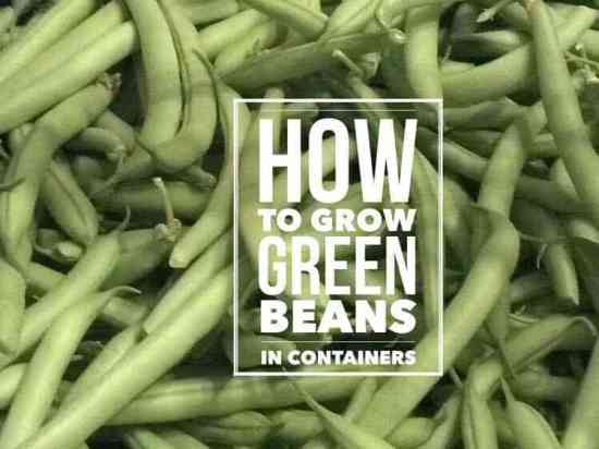 How to Grow Great Green Beans in Containers