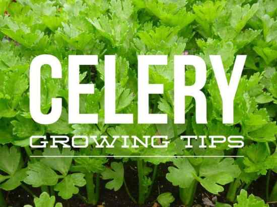 How to Grow Celery Plants