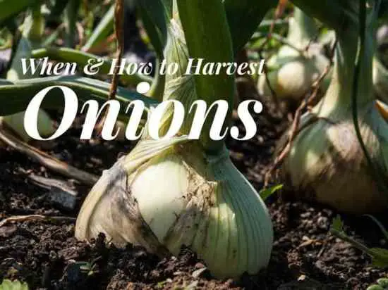 When and How to Harvest Onions