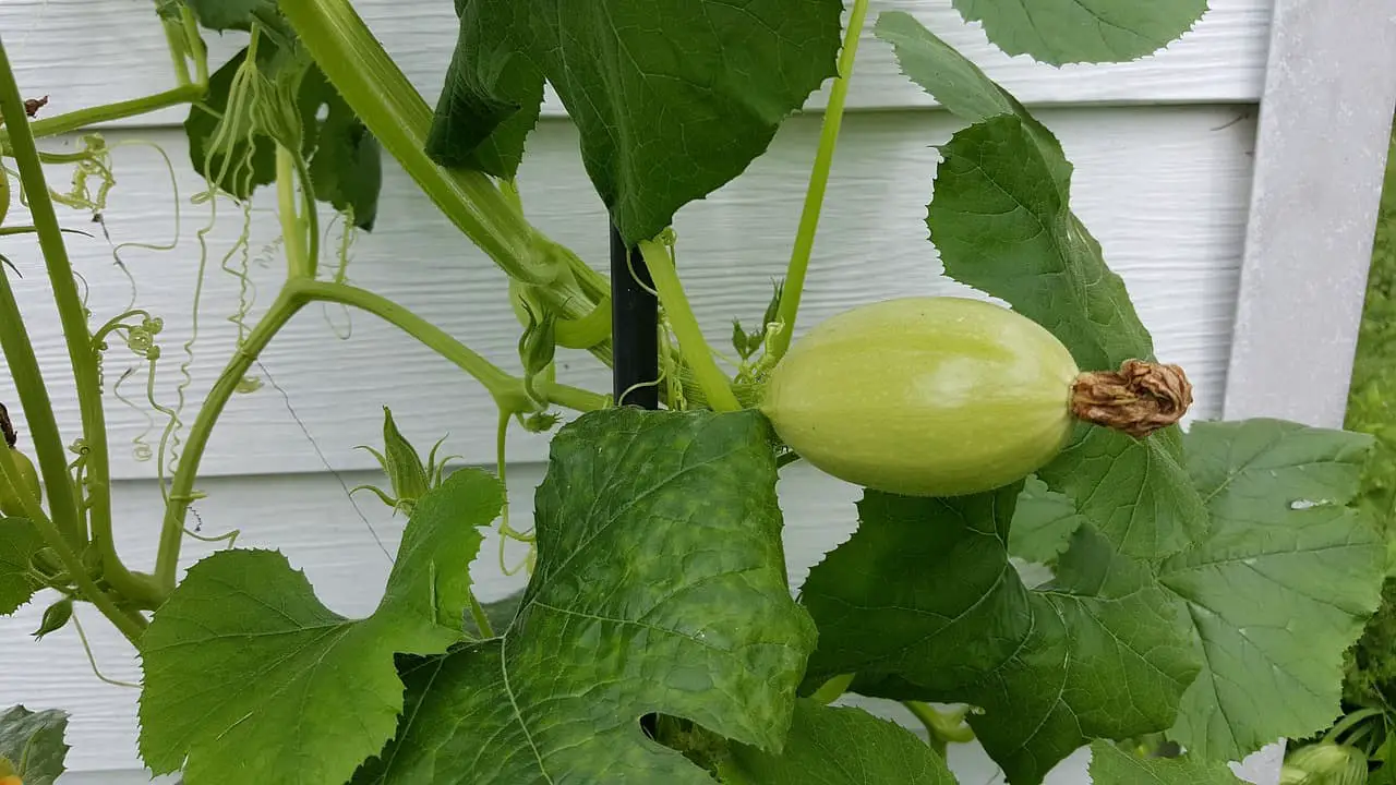 What’s wrong with my squash?