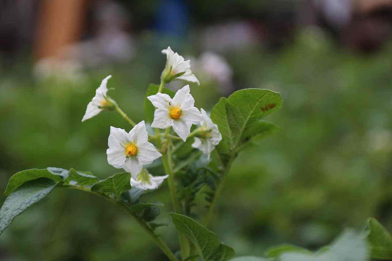 Do potatoes have to flower before harvesting?