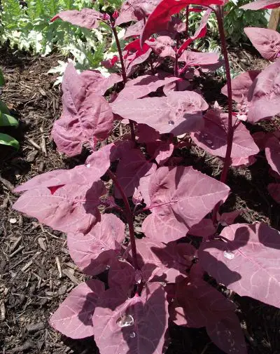 How To Grow Orache (Red Mountain Spinach)