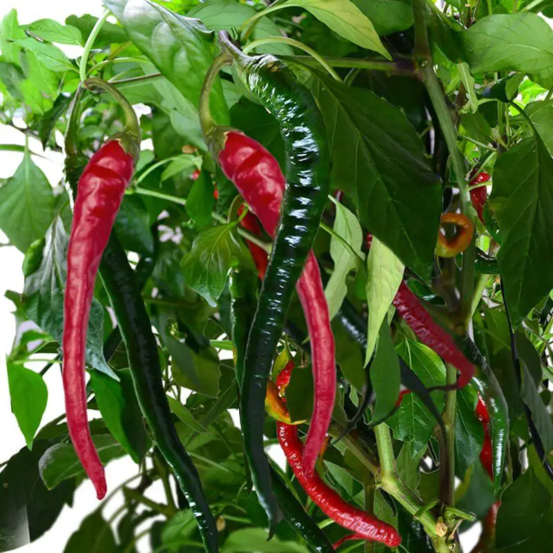 How to Grow Cayenne Peppers
