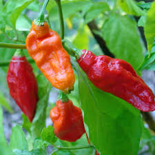 How to Grow Ghost Peppers (Bhut Jolokia)