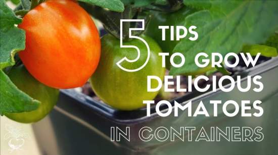 5 Tips To Grow Delicious Tomatoes In Containers