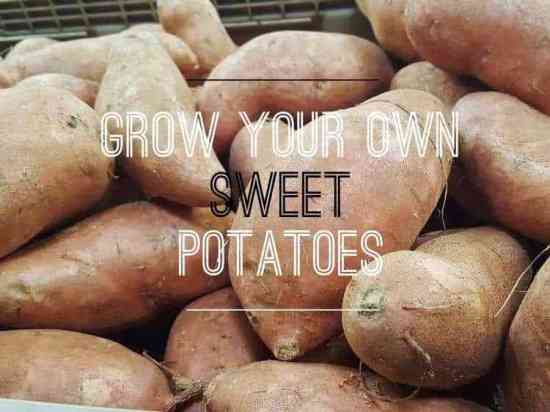 How to Grow Sweet Potatoes in Your Garden