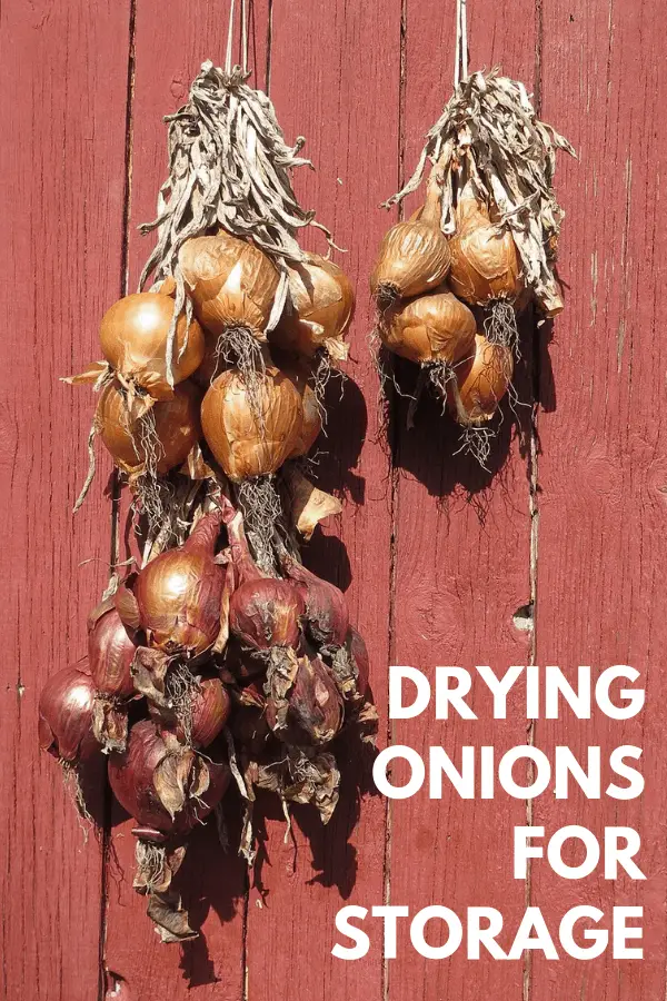 How to Dry Onions For Storage