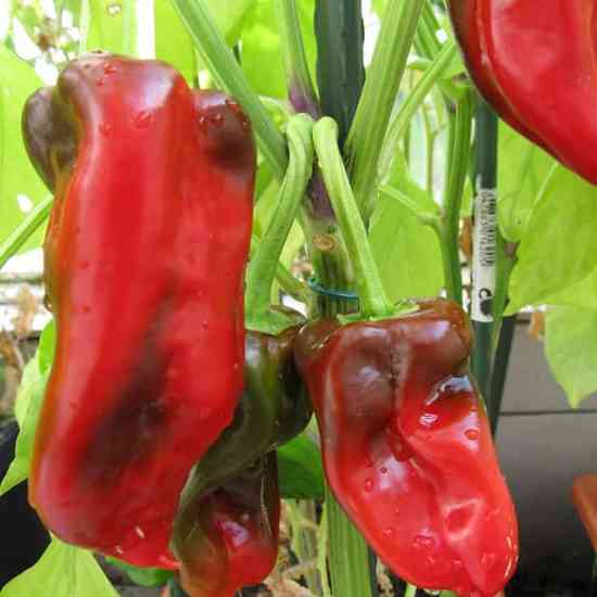 How to Grow Paprika Peppers