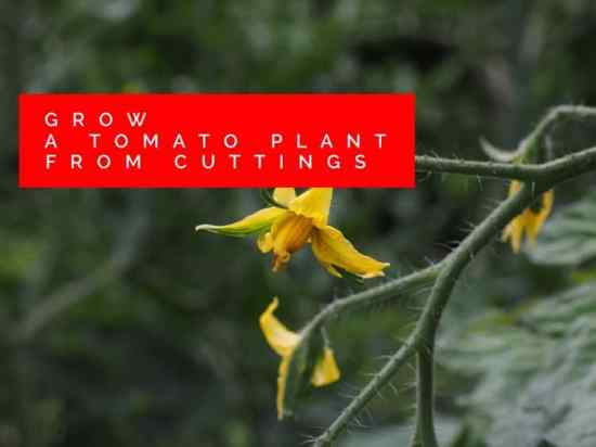 How to Grow Tomatoes from Cuttings