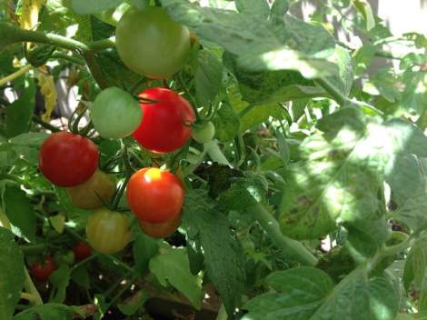 Intro to Growing Tomatoes in Containers
