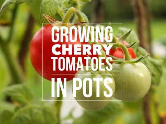 Growing Cherry Tomatoes in Pots: Best Varieties