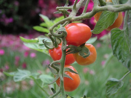 Guide to Growing Juliet Tomatoes