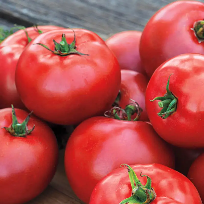 Guide to Growing Better Boy Tomatoes