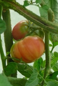 Guide to Growing Beefsteak Tomatoes