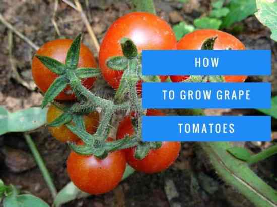 Guide to Growing Grape Tomatoes